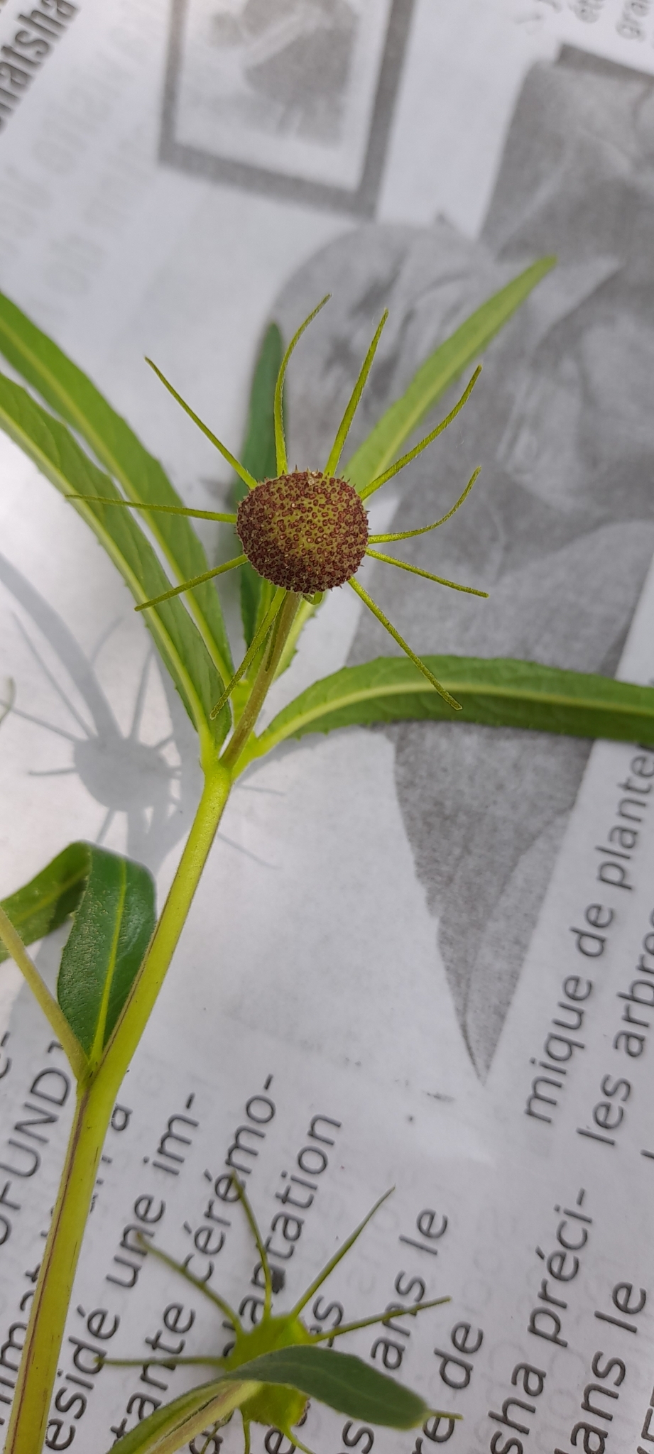 Dorstenia benguellensis