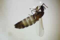 Scatopsidae