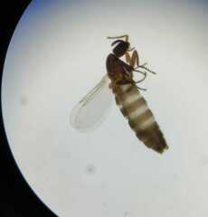 Scatopsidae