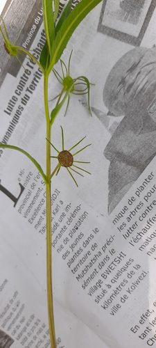 Dorstenia benguellensis