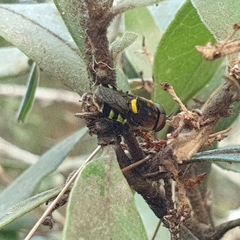 Odontomyia hunteri
