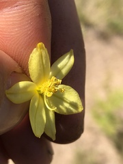 Bulbine glauca