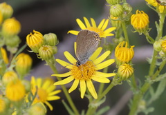 Satyrium acaciae