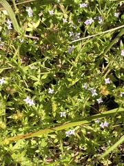 Sherardia arvensis