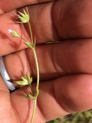 Sherardia arvensis