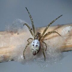 Cyrtophora cicatrosa