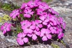 Dianthus pavonius