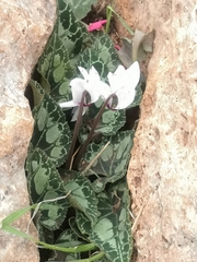 Cyclamen persicum