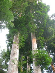 Agathis dammara