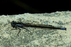 Spesbona angusta