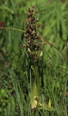 Dactylorhiza incarnata