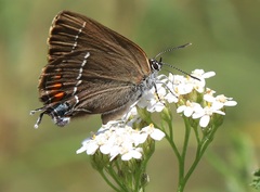 Satyrium spini