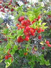Dovyalis rhamnoides