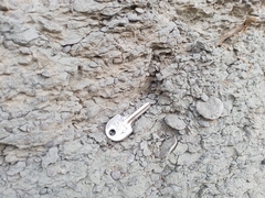 Nummulites