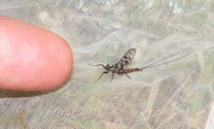 Adenophlebia dislocans