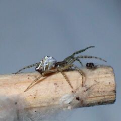 Cyrtophora cicatrosa