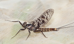 Adenophlebia dislocans