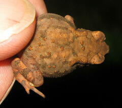 Ingerophrynus parvus