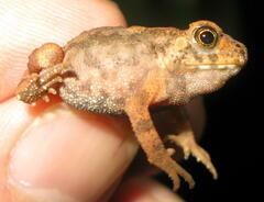 Ingerophrynus parvus