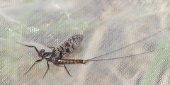 Adenophlebia dislocans