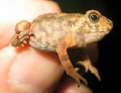 Ingerophrynus parvus