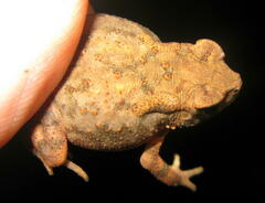 Ingerophrynus parvus