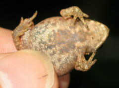 Ingerophrynus parvus