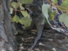 Varanus rosenbergi