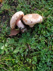 Lactarius pubescens