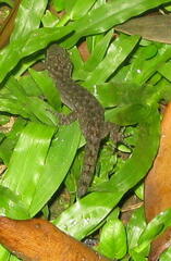 Cyrtodactylus