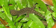 Cyrtodactylus