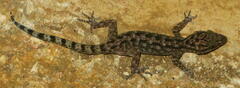 Cyrtodactylus