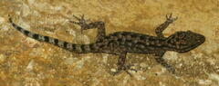 Cyrtodactylus