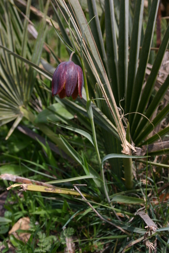 Fritillaria image