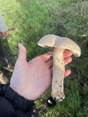 Agaricus campestris