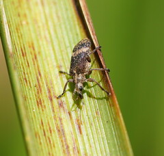 Sphinctobelus cinereus
