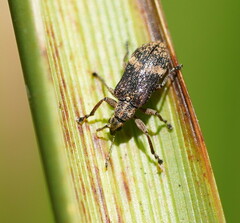 Sphinctobelus cinereus