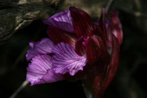 Anacamptis image