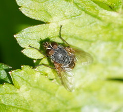 Calliphora hilli
