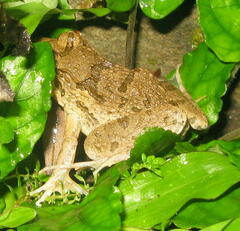 Fejervarya cancrivora