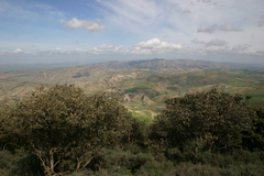 Quercus rotundifolia