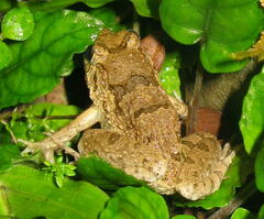 Fejervarya cancrivora