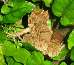 Fejervarya cancrivora