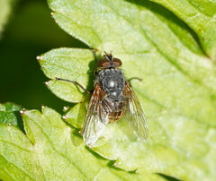 Calliphora hilli