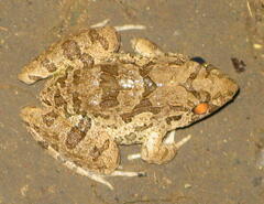 Fejervarya cancrivora