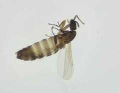 Scatopsidae