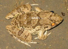 Fejervarya cancrivora