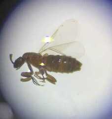 Scatopsidae