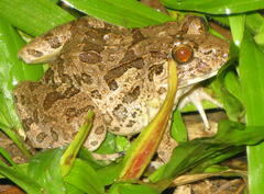 Fejervarya cancrivora