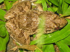 Fejervarya cancrivora